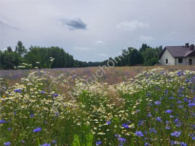 Działka na sprzedaż Wola Stanisławowska