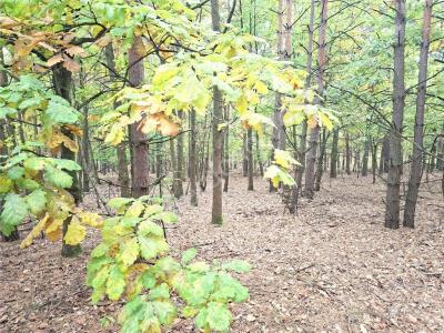 Działka na sprzedaż Strugi Krzywickie