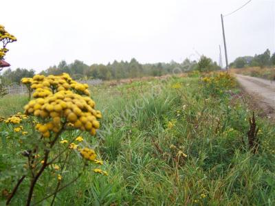 Działka na sprzedaż Anielew