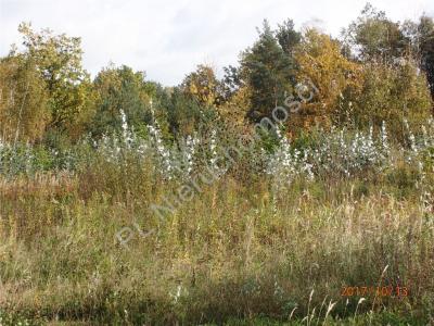 Działka na sprzedaż Hipolitów